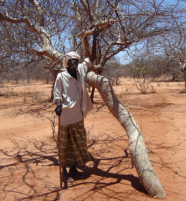 Frankincense & Myrrh collection benefit to pastoralists