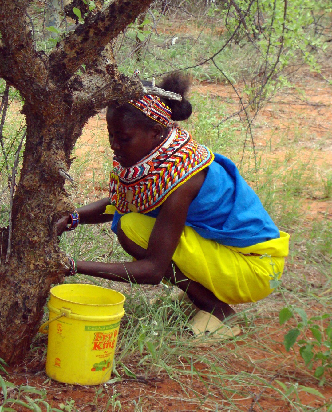 Samburu frankincense & myrrh  sustainable, certified organic wild collection 