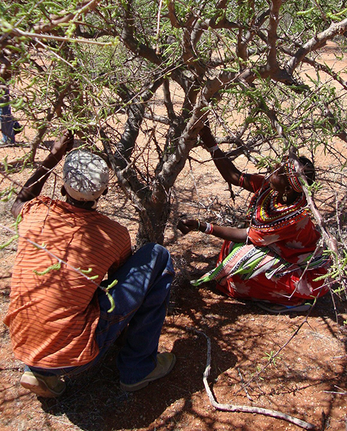  Samburu frankincense & myrrh  sustainable, certified organic wild collection